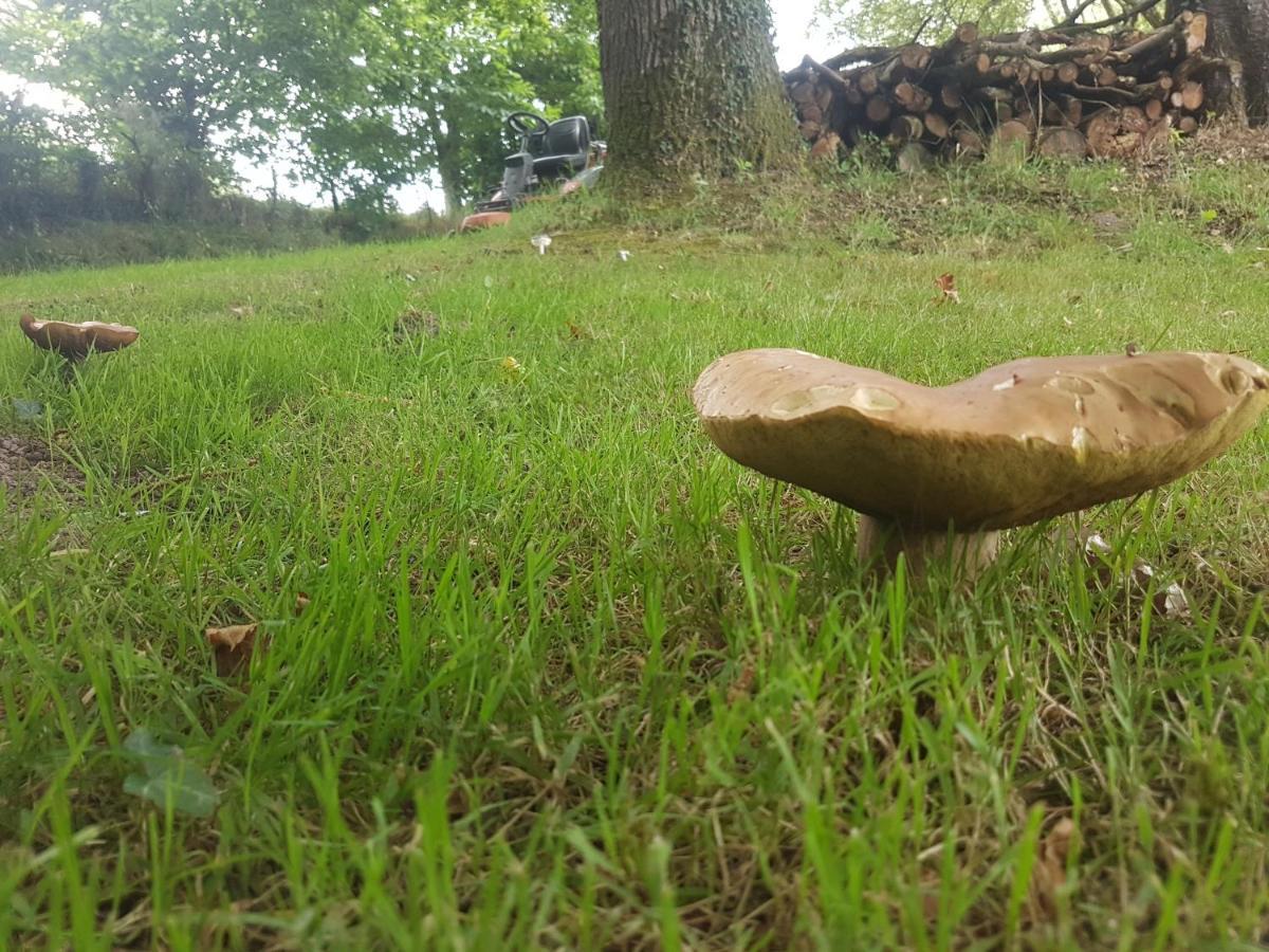 Camping De La Chagnee Saint-Aubin-le-Cloud Eksteriør billede